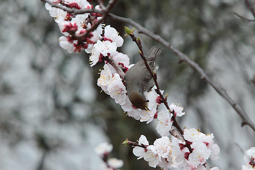capinera o colibr�?